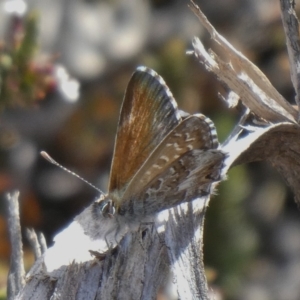 Neolucia agricola at Conder, ACT - 9 Nov 2019