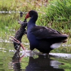 Porphyrio melanotus (Australasian Swamphen) at Fyshwick, ACT - 8 Nov 2019 by RodDeb