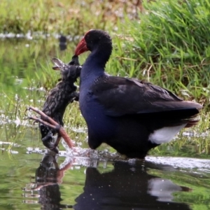 Porphyrio melanotus at Fyshwick, ACT - 8 Nov 2019