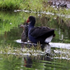 Porphyrio melanotus at Fyshwick, ACT - 8 Nov 2019