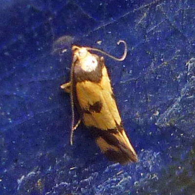 Olbonoma triptycha (Chezela Group) at Aranda, ACT - 10 Feb 2012 by JanetRussell