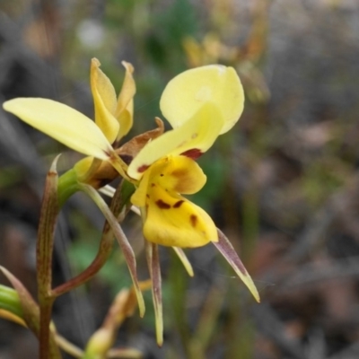 Diuris sulphurea (Tiger Orchid) at Kambah, ACT - 9 Nov 2019 by shoko