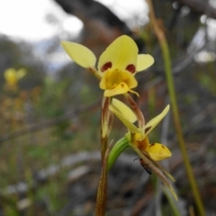 Diuris sulphurea at Kambah, ACT - suppressed