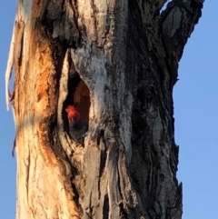 Callocephalon fimbriatum (Gang-gang Cockatoo) at Garran, ACT - 31 Oct 2019 by ruthkerruish