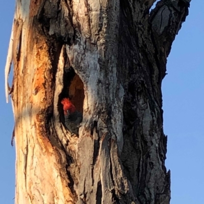 Callocephalon fimbriatum (Gang-gang Cockatoo) at Red Hill to Yarralumla Creek - 31 Oct 2019 by ruthkerruish