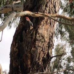 Callocephalon fimbriatum (Gang-gang Cockatoo) at Red Hill to Yarralumla Creek - 1 Nov 2019 by ruthkerruish