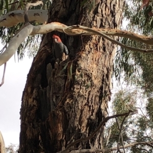 Callocephalon fimbriatum at Garran, ACT - 2 Nov 2019