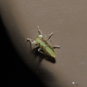 Cicadellidae (family) at Acton, ACT - 5 Nov 2019 01:19 PM