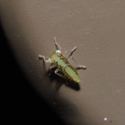 Cicadellidae (family) (Unidentified leafhopper) at Acton, ACT - 5 Nov 2019 by TimL