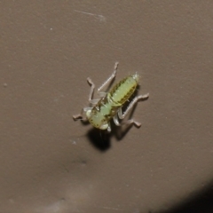 Cicadellidae (family) at Acton, ACT - 5 Nov 2019 01:19 PM