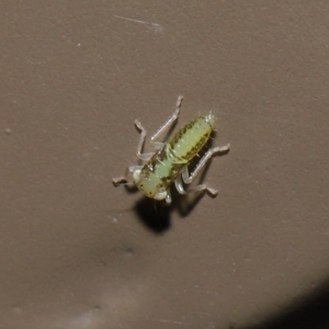 Cicadellidae (family) at Acton, ACT - 5 Nov 2019