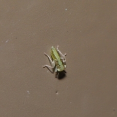 Cicadellidae (family) at Acton, ACT - 5 Nov 2019 01:19 PM