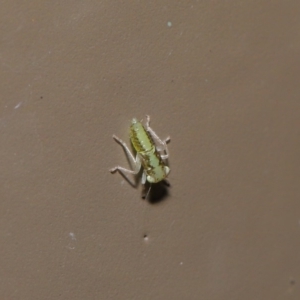 Cicadellidae (family) at Acton, ACT - 5 Nov 2019 01:19 PM