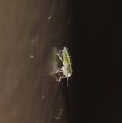 Cicadellidae (family) at Acton, ACT - 5 Nov 2019 01:19 PM