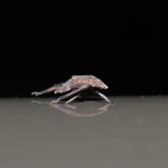 Fulgoroidea (superfamily) (Unidentified fulgoroid planthopper) at Acton, ACT - 5 Nov 2019 by TimL