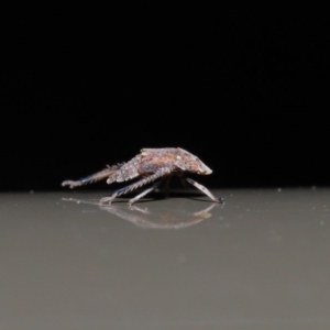 Fulgoroidea sp. (superfamily) at Acton, ACT - 5 Nov 2019 01:09 PM