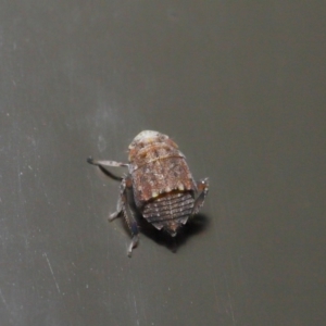 Fulgoroidea sp. (superfamily) at Acton, ACT - 5 Nov 2019