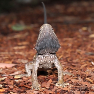 Pogona barbata (Eastern Bearded Dragon) at ANBG - 5 Nov 2019 by TimL