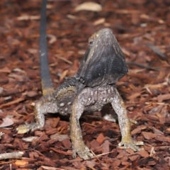 Pogona barbata at Acton, ACT - 5 Nov 2019