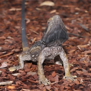 Pogona barbata at Acton, ACT - 5 Nov 2019