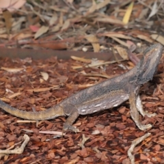 Pogona barbata at Acton, ACT - 5 Nov 2019