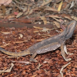 Pogona barbata at Acton, ACT - 5 Nov 2019