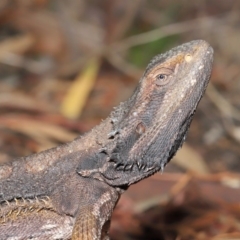 Pogona barbata at Acton, ACT - 5 Nov 2019