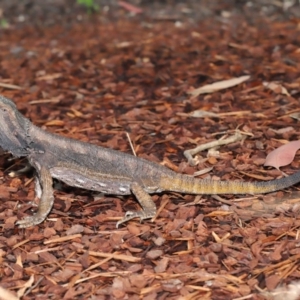 Pogona barbata at Acton, ACT - 5 Nov 2019