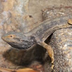 Pogona barbata (Eastern Bearded Dragon) at ANBG - 5 Nov 2019 by TimL