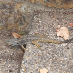 Pogona barbata at Acton, ACT - 5 Nov 2019