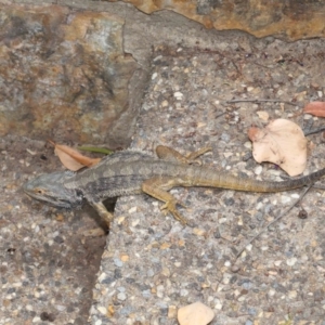 Pogona barbata at Acton, ACT - 5 Nov 2019