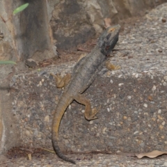 Pogona barbata at Acton, ACT - 5 Nov 2019