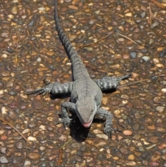 Intellagama lesueurii howittii (Gippsland Water Dragon) at Acton, ACT - 31 Oct 2019 by TimL