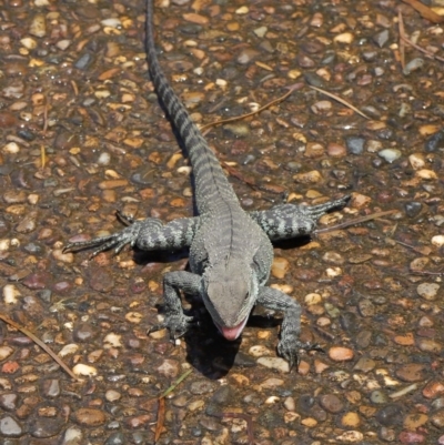 Intellagama lesueurii howittii (Gippsland Water Dragon) at Acton, ACT - 31 Oct 2019 by TimL