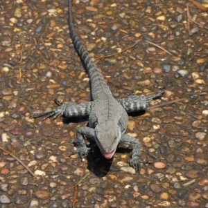 Intellagama lesueurii howittii at Acton, ACT - 31 Oct 2019