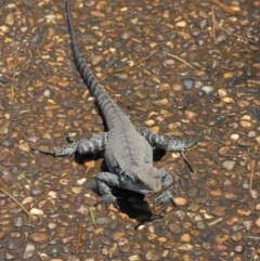 Intellagama lesueurii howittii at Acton, ACT - 31 Oct 2019 12:03 PM