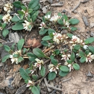 Alternanthera sp. A Flora of NSW (M. Gray 5187) J. Palmer at Hackett, ACT - 9 Nov 2019