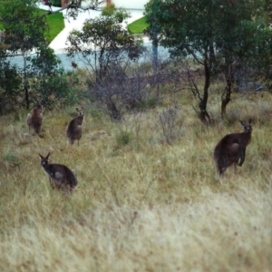 Macropus giganteus at Conder, ACT - 20 Apr 2000 12:00 AM