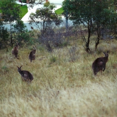 Macropus giganteus (Eastern Grey Kangaroo) at Tuggeranong Hill - 19 Apr 2000 by michaelb