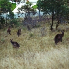 Macropus giganteus (Eastern Grey Kangaroo) at Tuggeranong Hill - 19 Apr 2000 by michaelb
