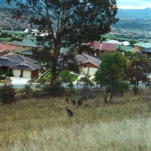 Macropus giganteus at Conder, ACT - 20 Apr 2000