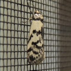 Philobota iphigenes (A concealer moth) at Pollinator-friendly garden Conder - 31 Oct 2019 by michaelb