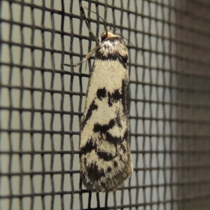 Philobota iphigenes at Conder, ACT - 1 Nov 2019 02:39 AM