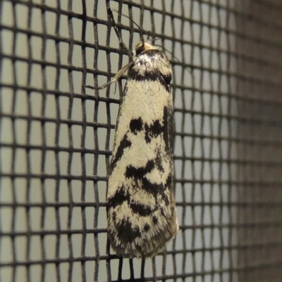 Philobota iphigenes (A concealer moth) at Conder, ACT - 1 Nov 2019 by MichaelBedingfield