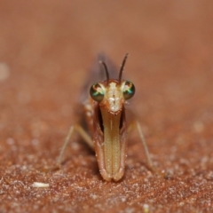 Mantispidae (family) (Unidentified mantisfly) at Evatt, ACT - 8 Nov 2019 by TimL