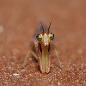 Mantispidae (family) at Evatt, ACT - 8 Nov 2019