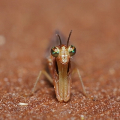 Mantispidae (family) (Unidentified mantisfly) at Evatt, ACT - 8 Nov 2019 by TimL