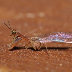 Mantispidae (family) at Evatt, ACT - 8 Nov 2019