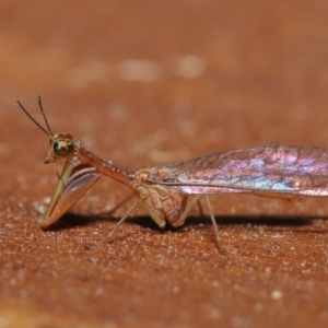 Mantispidae (family) at Evatt, ACT - 8 Nov 2019 05:16 PM