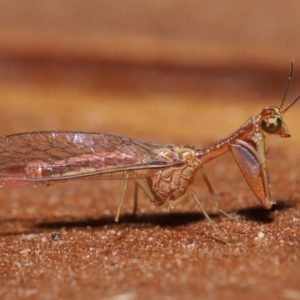 Mantispidae (family) at Evatt, ACT - 8 Nov 2019 05:16 PM